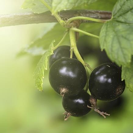 Natural active Blackcurrant